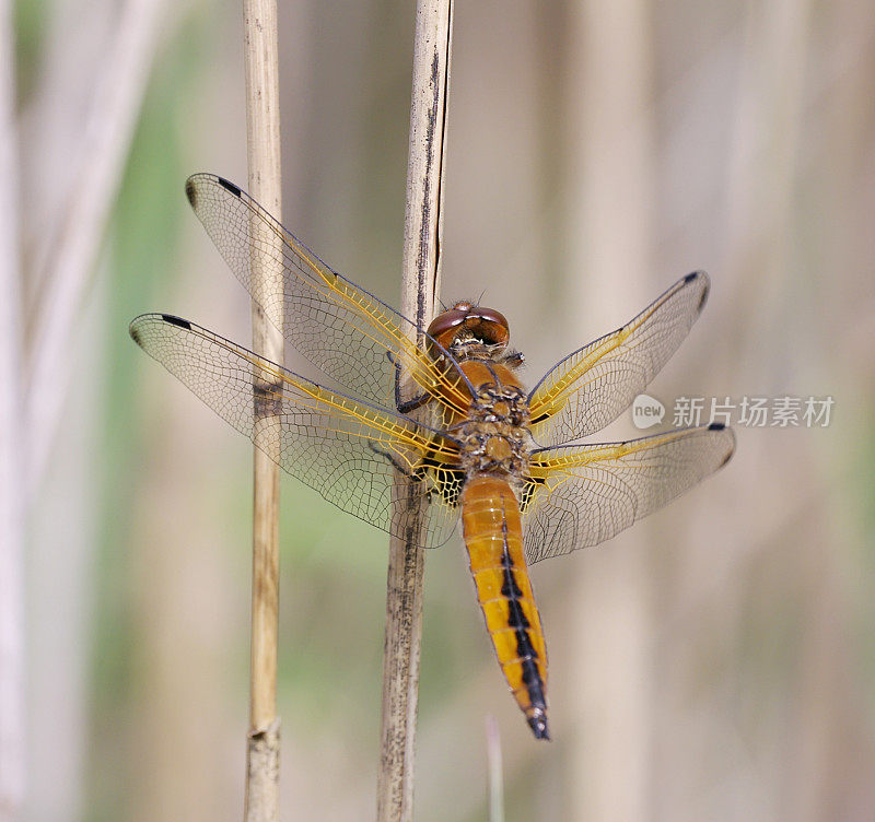 蓝色追逐蜻蜓(Libellula fulva)雌性